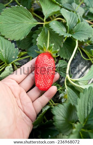 big strawberry in hand