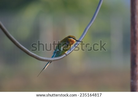 Bird:  Blue-tailed bee-eater