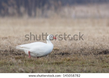 white goose or albino goose