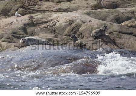 animal seals