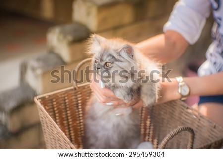 kitten in human hands in a basket with a vintage retro warm tone filter