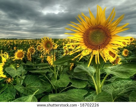 Beautiful sunflowers waited for sunshine on rainy day.