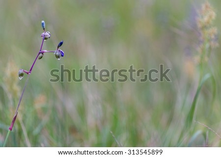 Sweet purple flowers in pine tree forest in the mist at Phu Soi Dao  Thailand