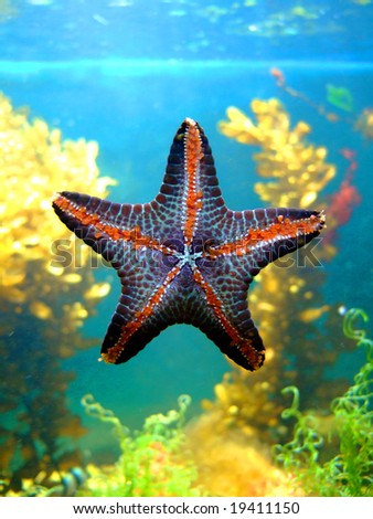Photo of a beautiful starfish. An illustration for magazines about the nature.