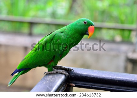 Eclectus Parrot standing on the wood railing