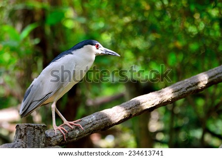 Black Crowned Night Heron standing on the wood railing