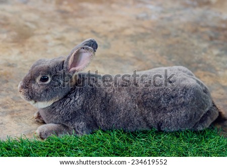 Flemish giant rabbit (Oryctolagus Cuniculus) lying on the ground