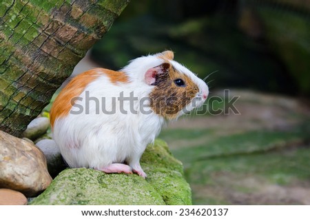 Guinea pig standing on the stone