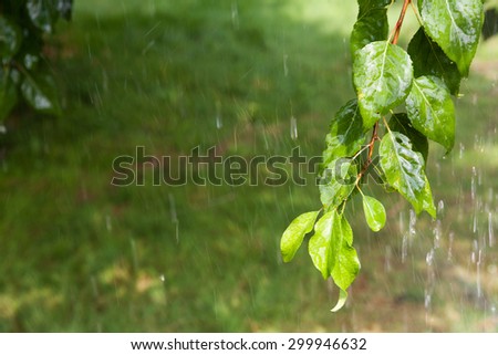 branch of the tree under the rain