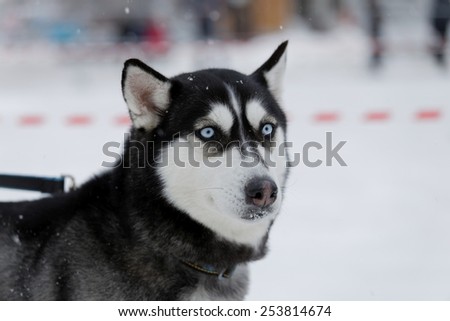 Head of a dog with blue eyes