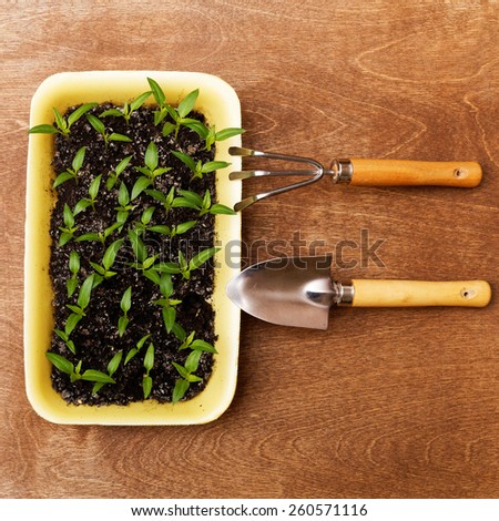Little Green Sprouts and Small Gardening Tools  on Woody Background