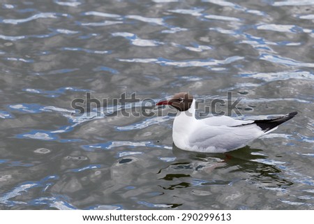 White seagull floating in water. Profile portret.