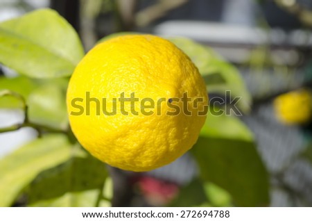 Lemon growing on a lemon tree in the yard
