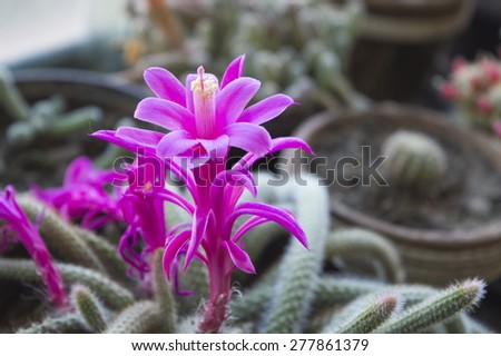 Purple  flower cactus in the home cactus collection