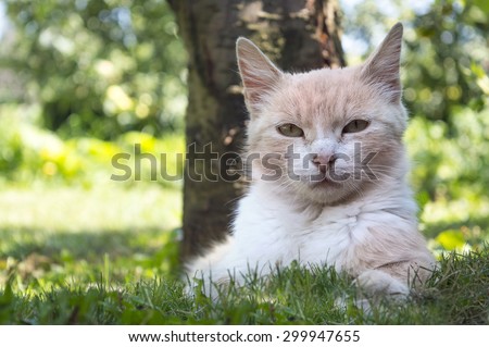 Portrait of a beautiful cat lying in the grass hiding from the summer heat in the shade of a tree