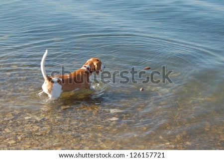 Young beagle learns to swim with help of  pinecones
