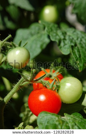 Growing cherry tomato on the balcony. Ripe red and unripe green tomatoes.