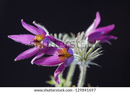 Pasque flower or Easter flower or pulsatilla is one of the first flowers in spring.