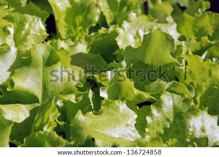 Iceberg lettuce saplings ready  for transplanting