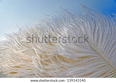 Detail of an old fan with ostrich feathers