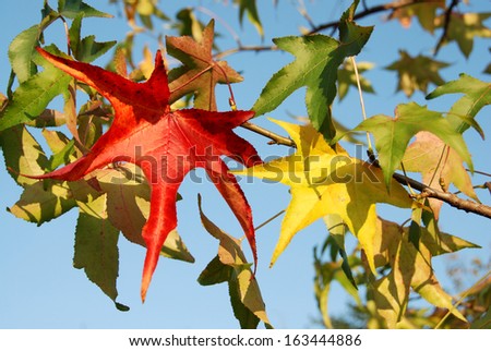 Sweet gum slender leaves in autumn, changing colors from green to yellow, orange and red