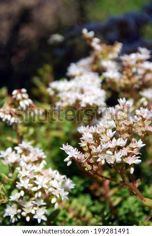 Wild edible plant sedum album (white stonecrop) in flowers