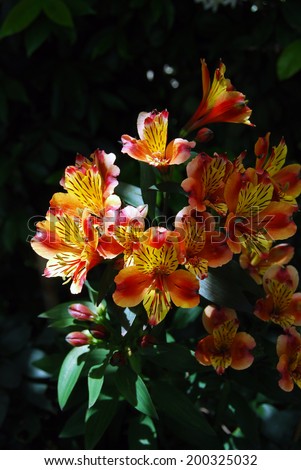 Decorative perennial plant alstroemeria (peruvian lily) blooming