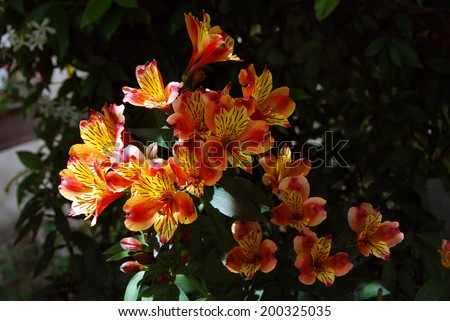 Decorative perennial plant alstroemeria (peruvian lily) blooming