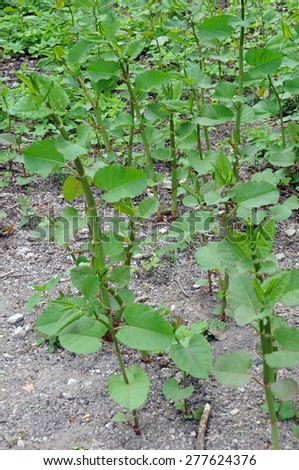 Result of buying soil infested with invasive plant (japanese knotweed) in spring. No hope for other species.