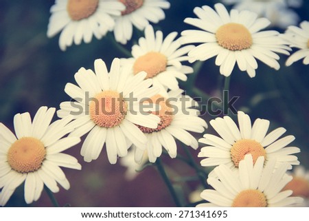 Daisy flowers on meadow, Instagram-like filtered image with selective focus