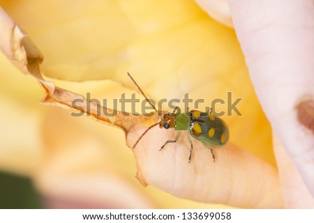 Cucurbit Beetle (Diabrotica speciosa), pest of corn, potato, grape, bean and soybean crops, walking on a yellow rose. Spanish: Vaquita de San Antonio