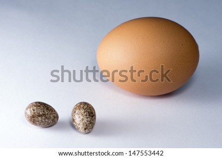 Rufous Hornero eggs next to a hen egg in order to compare sizes.