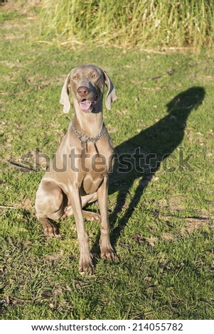 A happy dog panting, sitting on the grass in a park, purebred hunting female Weimaraner, also known as silvery-gray, gray ghost or silver ghost.
