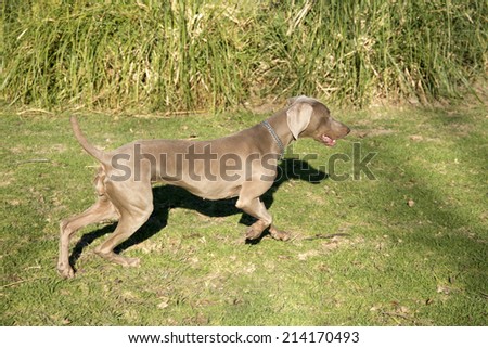 An excited dog, running and searching for something, purebred hunting female Weimaraner, also known as silvery-gray, gray ghost or silver ghost.