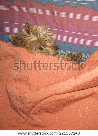 A yorkshire dog on a bed is resting his head on a pillow and covered with a bedspread