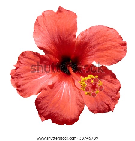 stock photo A red hibiscus flower also known as rosemallow or hibiscus 