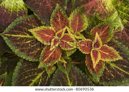 Close up to a Coleo (Coleus blumei or Painted Nettle) plant which has multicolored leaves. Scientific name: Solenostemon scutellarioides. Spanish: Cretona
