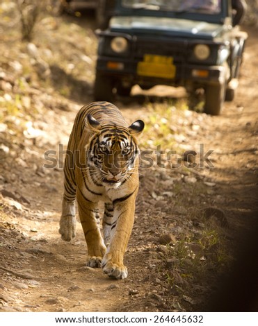 RANTHAMBORE, INDIA, MARCH 11 2015. Following the Indian Government\'s tiger protection initiatives the wild tiger population has doubled in the past few years