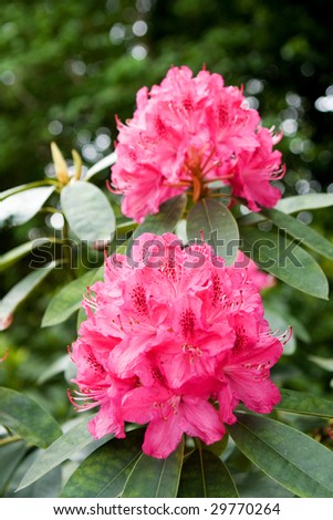 A close up of two rhododendron heads