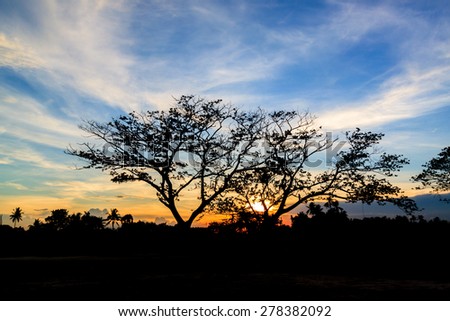 Silhouette tree and sunset at twilight time in the garden