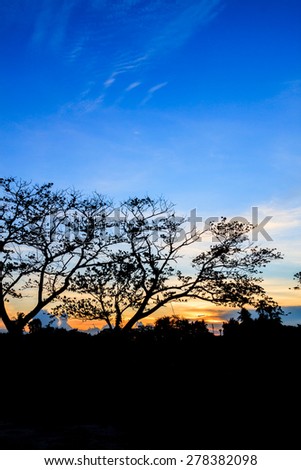 Silhouette tree and sunset at twilight time in the garden
