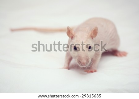 Small Rat