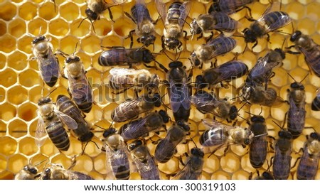 Queen and Her Worker Bees: A queen bee on a honey comb being attended by worker bees
