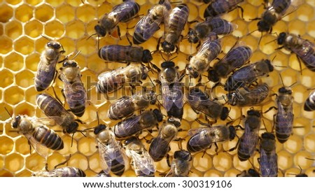Queen and Bees working on honey cells. Close up macro.