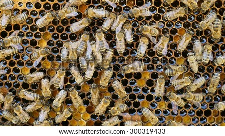 Bees in a beehive making sweet honey in the the honeycomb cell structures working together as a team of flying insects frantically feeding the larva as a golden yellow nature background