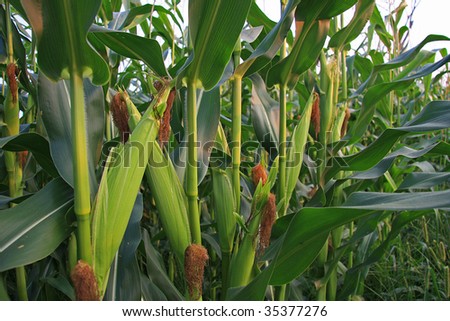 A close up view inside a corn field