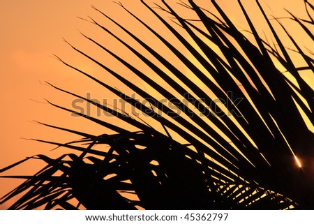 Palm tree silhouette at an early sunrise