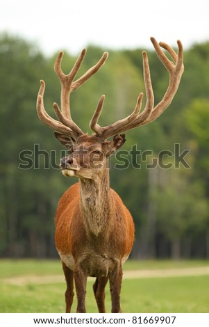Antlered Deer
