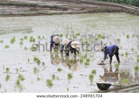 Red River Delta, Hanoi, Vietnam, january 1, 2015: Farmer transplant rice seedlings on field in rural Vietnam