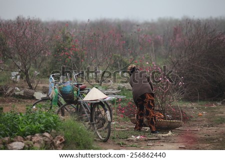 Hanoi, Vietnam- Jan 17, 2014: A farmer in a field of cherry blossom in Hanoi, Vietnam